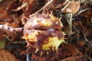 brown chestnuts collected on an autumn day photo