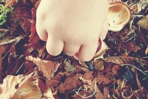 brown autumn chestnuts in the hands of a small child photo