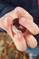 marrón otoño castañas en el manos de un pequeño niño foto