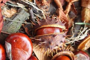 brown chestnuts collected on an autumn day photo