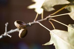 antecedentes con otoño de colores arce hojas foto