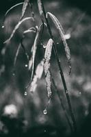 lonely leafless tree branches with drops of water after a November cold rain photo