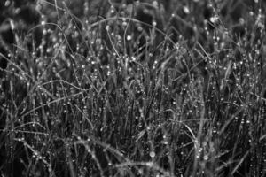 spring background with young grass blades in drops of morning dew in the warm sun photo