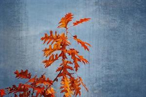 autumn golden oak leaves on a background of blue sky photo