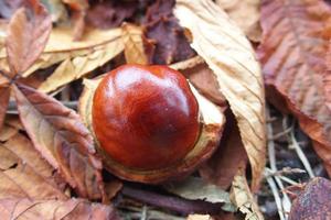 marrón castañas recogido en un otoño día foto