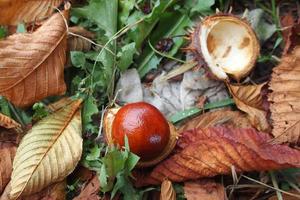 marrón castañas recogido en un otoño día foto