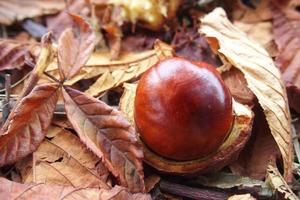 marrón castañas recogido en un otoño día foto