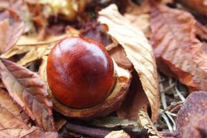 marrón castañas recogido en un otoño día foto