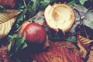 marrón castañas recogido en un otoño día foto