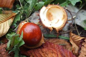 brown chestnuts collected on an autumn day photo