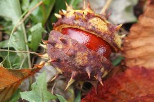 brown chestnuts collected on an autumn day photo