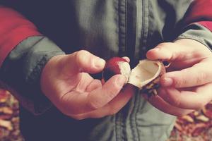 brown autumn chestnuts in the hands of a small child photo