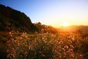 Beautiful bloming white wild flowers fields in springtime and natural sunlight shining on mountain. photo