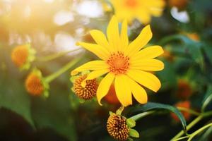 Beautiful blooming Mexican sunflower field in natural sunlight. photo