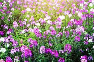 hermosa floreciente rosado Cleome spinosa linn o araña flores campo en natural luz de sol. foto