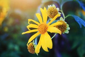 Beautiful blooming Mexican sunflower field in natural sunlight. photo