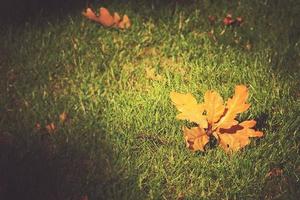 gold twig with autumn golden leaves lying on green grass in the warm sun photo