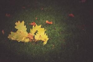 gold twig with autumn golden leaves lying on green grass in the warm sun photo