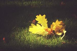 gold twig with autumn golden leaves lying on green grass in the warm sun photo