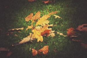 gold twig with autumn golden leaves lying on green grass in the warm sun photo