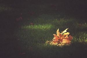 oro ramita con otoño dorado hojas acostado en verde césped en el calentar Dom foto