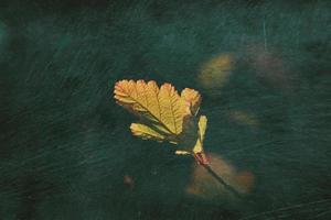 solitario otoño hoja iluminado por punteo mediante el Dom foto
