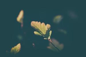 lonely autumn leaf lit by spotting through the sun photo