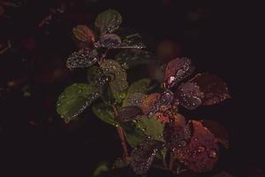 rojo hojas de un arbusto en el calentar otoño Dom después un frío lluvia foto