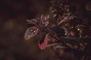 red leaves of a bush in the warm autumn sun after a cold rain photo