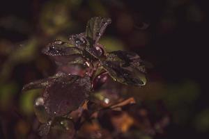 red leaves of a bush in the warm autumn sun after a cold rain photo