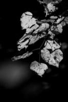 autumn leaves on a tree branch lit by warm gentle autumn sun photo