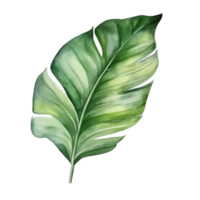 tropical palma hoja acuarela. png