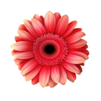 Gerbera flower hear isolated png