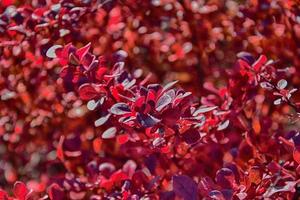 Red autumn leaves on a small tree photo