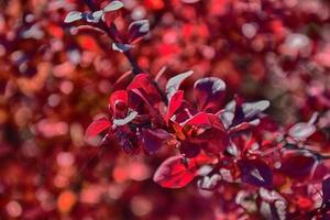 rojo otoño hojas en un pequeño árbol foto