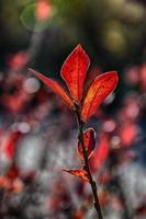rojo otoño hojas en un pequeño árbol foto