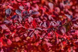 rojo otoño hojas en un pequeño árbol foto