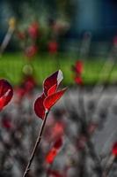 rojo otoño hojas en un pequeño árbol foto