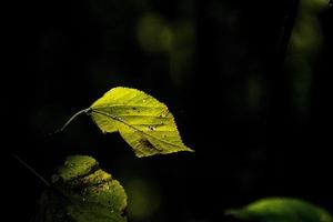 otoño hojas en un árbol rama iluminado por calentar amable otoño Dom foto