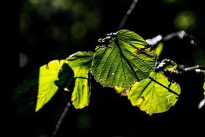 otoño hojas en un árbol rama iluminado por calentar amable otoño Dom foto