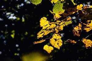 autumn leaves on a tree branch lit by warm gentle autumn sun photo