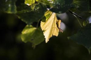 otoño hojas en un árbol rama iluminado por calentar amable otoño Dom foto