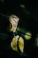 otoño hojas en un árbol rama iluminado por calentar amable otoño Dom foto