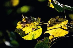 otoño hojas en un árbol rama iluminado por calentar amable otoño Dom foto