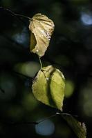 otoño hojas en un árbol rama iluminado por calentar amable otoño Dom foto