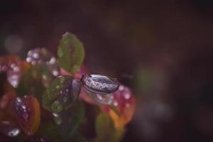 red leaves of a bush in the warm autumn sun after a cold rain photo