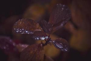 red leaves of a bush in the warm autumn sun after a cold rain photo