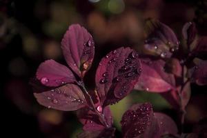 red leaves of a bush in the warm autumn sun after a cold rain photo