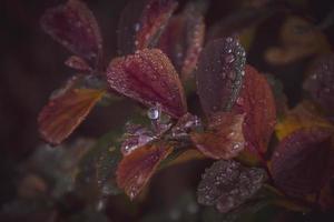 rojo hojas de un arbusto en el calentar otoño Dom después un frío lluvia foto