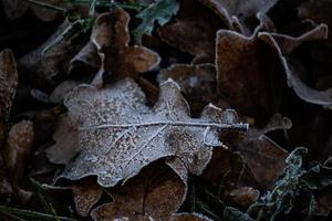background of  autumn brown oak leaves covered with the first white frost photo